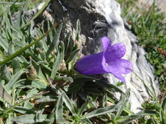 Campanula alpestris