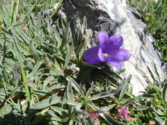 Campanula alpestris