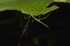 Orthonecroscia keatsooni