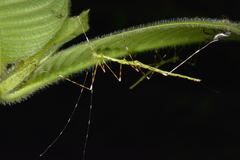 Orthonecroscia keatsooni