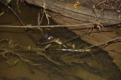 Caiman crocodilus fuscus