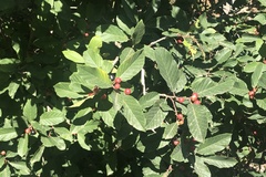 Frangula betulifolia