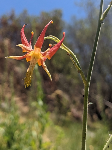 Van Houtte's Columbine fruiting