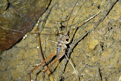 Pachyrhamma acanthocerum