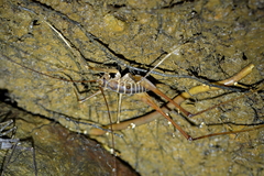 Pachyrhamma acanthocerum