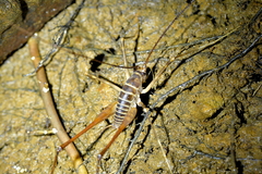 Pachyrhamma acanthocerum