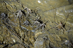 Pachyrhamma acanthocerum