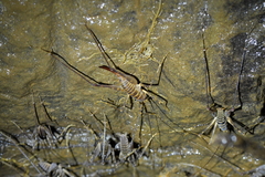 Pachyrhamma acanthocerum