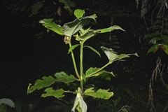 Orthonecroscia keatsooni