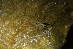 Pachyrhamma acanthocerum