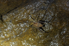 Pachyrhamma acanthocerum