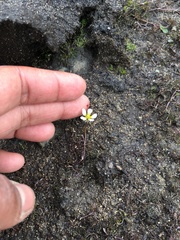 Ranunculus subrigidus