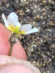 Ranunculus subrigidus