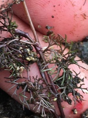 Ranunculus subrigidus