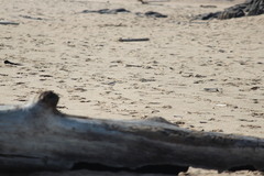 Charadrius marginatus