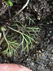 Ranunculus subrigidus