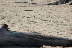 Charadrius marginatus