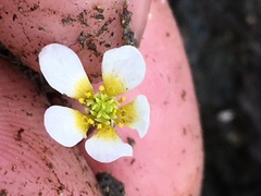 Ranunculus subrigidus