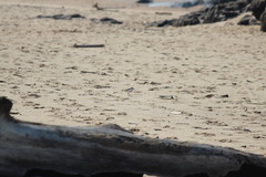 Charadrius marginatus