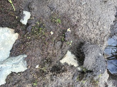 Ranunculus subrigidus