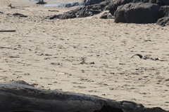 Charadrius marginatus