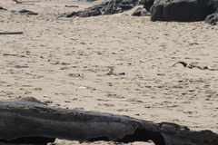 Charadrius marginatus