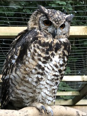 Bubo