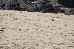 Charadrius marginatus