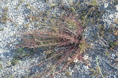 Scrophularia cretacea