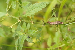 Melanchra persicariae