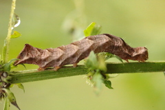 Melanchra persicariae