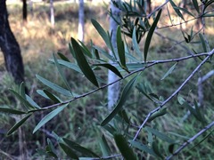 Denhamia cunninghamii