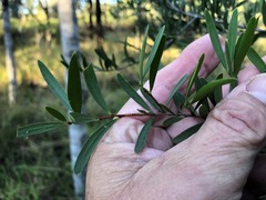 Denhamia cunninghamii