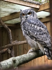 Bubo