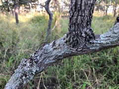 Denhamia cunninghamii