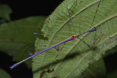 Orthonecroscia keatsooni