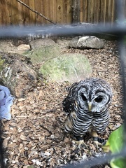 Strix