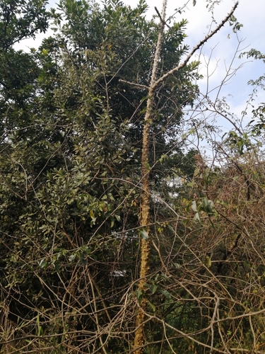 aloe coraltree (Erythrina livingstoniana)