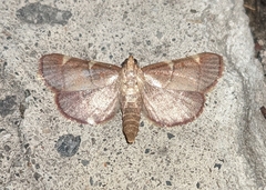 Hypsopygia olinalis