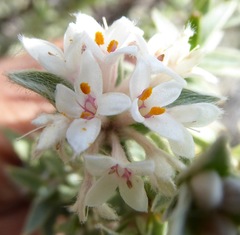 Pimelea aridula