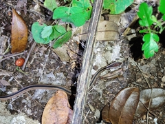 Coniophanes schmidti