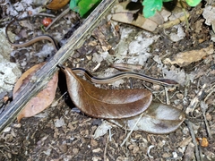 Coniophanes schmidti