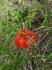 Lilium chalcedonicum
