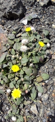Crepis pygmaea