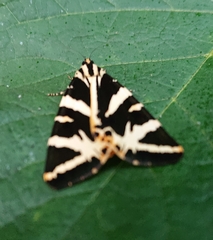 Euplagia quadripunctaria