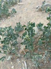 Chenopodium karoi