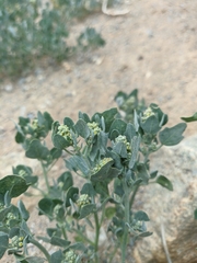 Chenopodium karoi