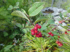 Cotoneaster antoninae