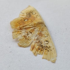 Cyclophora albiocellaria