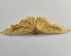 Cyclophora albiocellaria